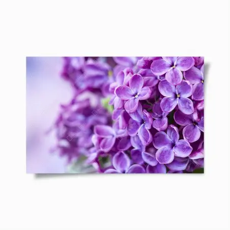 Póster lilas moradas en primer plano para decoración – Pixers®