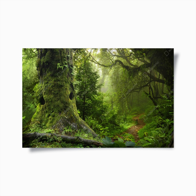 Póster bosque ancestral en bruma