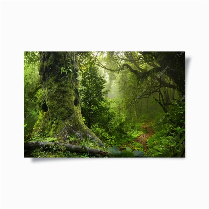 Póster bosque ancestral en bruma