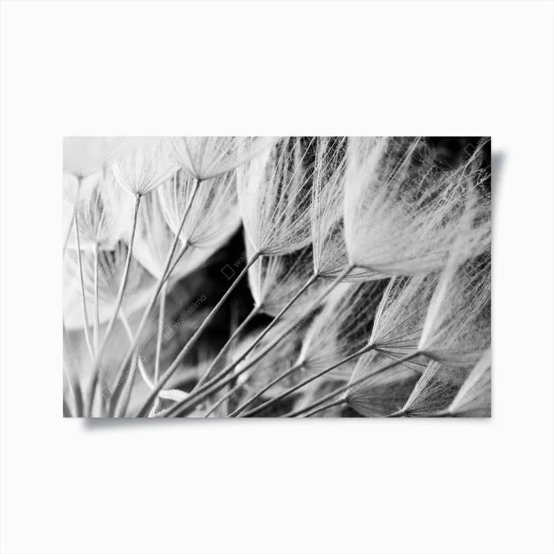 Póster detalle delicado de semillas de diente de león en blanco y negro