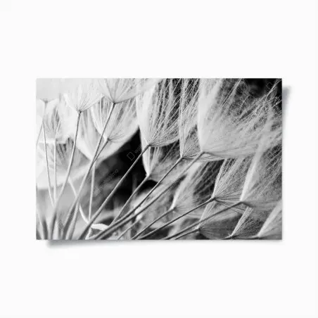 Póster detalle delicado de semillas de diente de león en blanco y negro – Pixers®