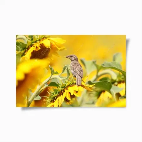 Póster gorrión en girasol bajo luz dorada – Pixers®