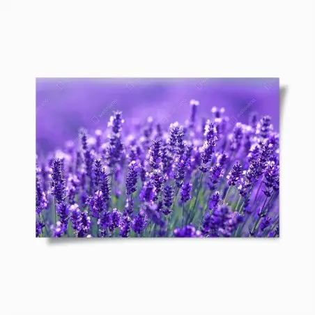 Póster campo de lavanda en primer plano – Pixers®
