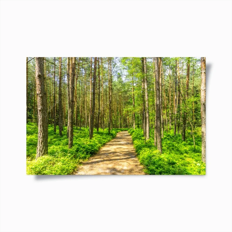 Póster sendero sereno entre pinos
