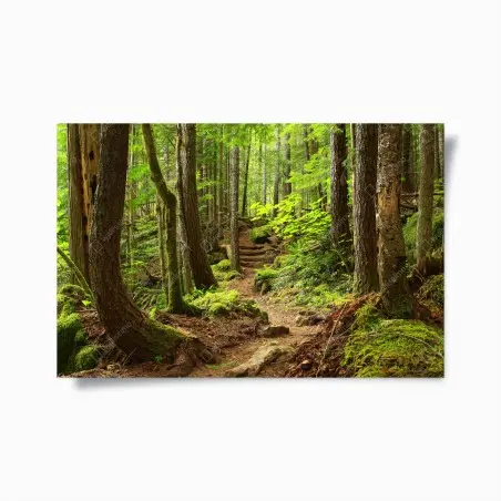 Póster sendero en bosque esmeralda – Pixers®