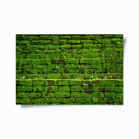 Póster muro verde cubierto de musgo rústico – Pixers®