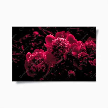 Póster peonías rojas en alto contraste – Pixers®