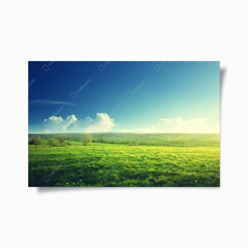 Póster pradera al atardecer: paisaje sereno de primavera