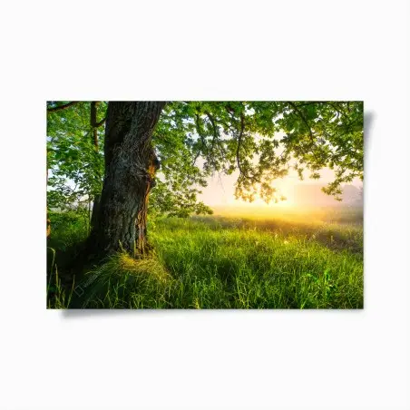 Póster roble majestuoso al amanecer – Pixers®