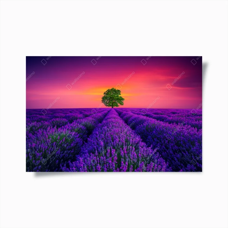 Póster árbol solitario entre campos de lavanda al atardecer
