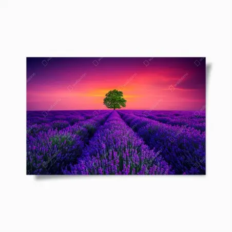Póster árbol solitario entre campos de lavanda al atardecer – Pixers®