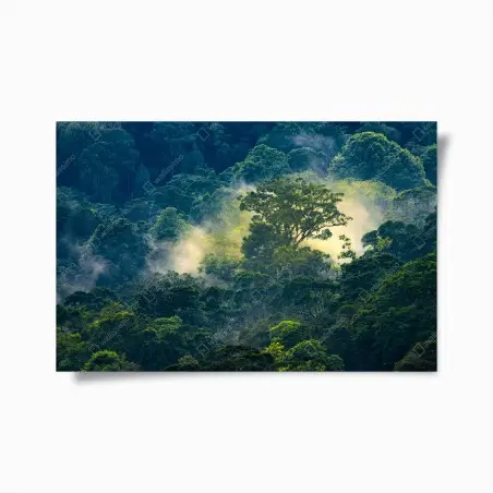 Póster amanecer en la selva neblinosa – Pixers®
