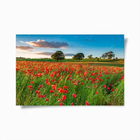 Póster campo de amapolas en Corbridge, Northumberland – Pixers®