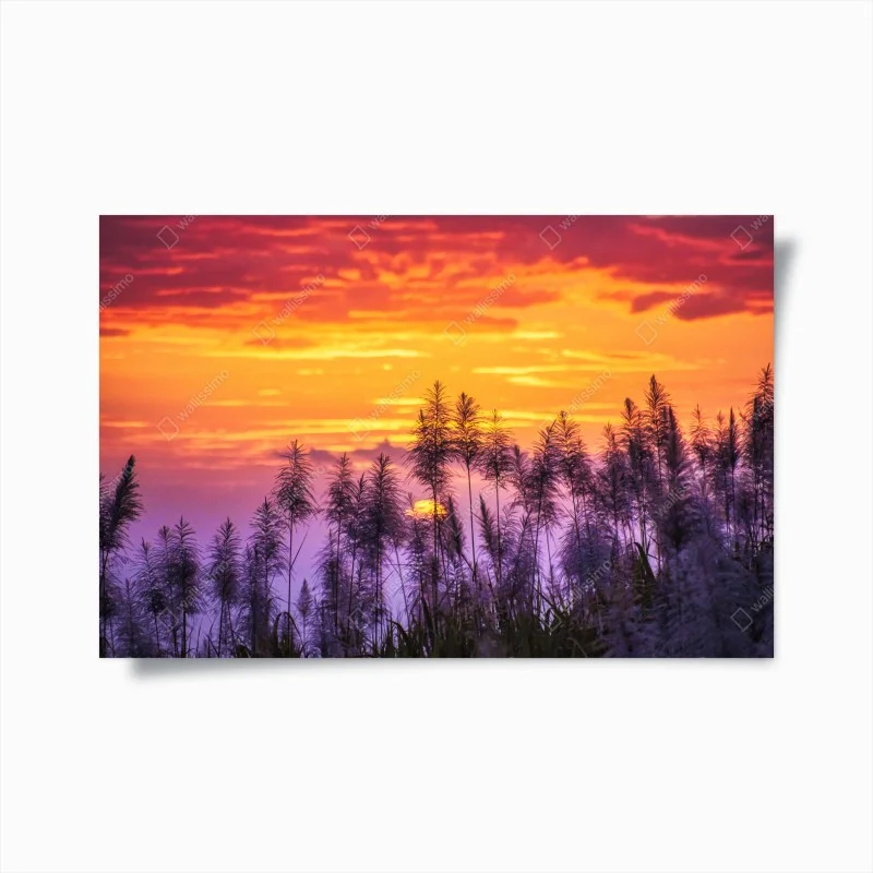 Póster puesta de sol entre cañas silvestres – Pixers®
