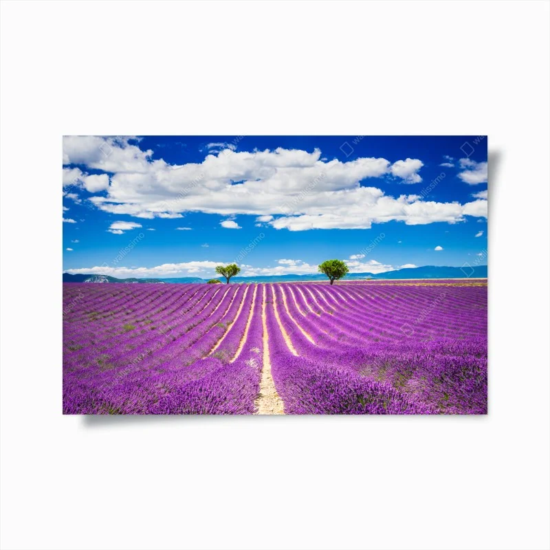 Póster campo de lavanda en Provenza al atardecer