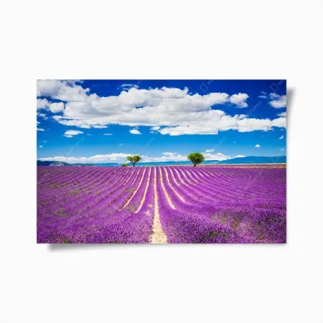 Póster campo de lavanda en Provenza al atardecer – Pixers®