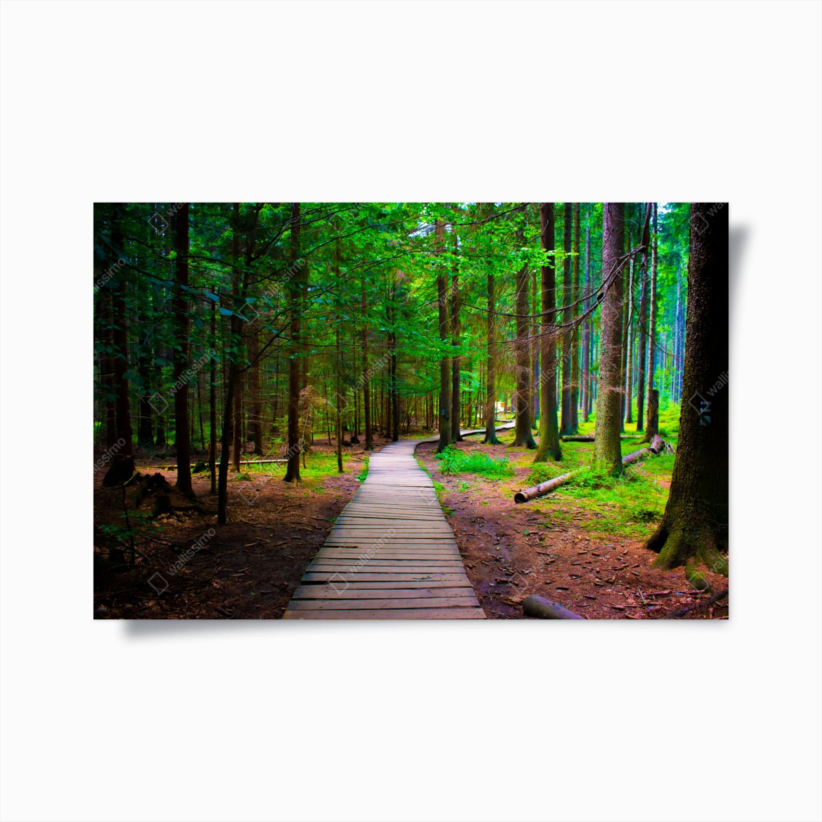 Póster sendero de madera en bosque verde – Pixers®