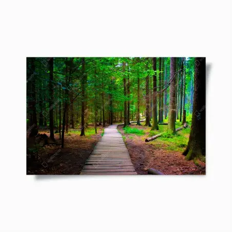 Póster sendero de madera en bosque verde – Pixers®