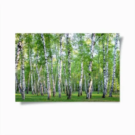 Póster arboleda de abedules en verano – Pixers®
