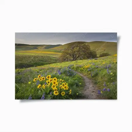 Póster sendero entre flores silvestres en pradera – Pixers®