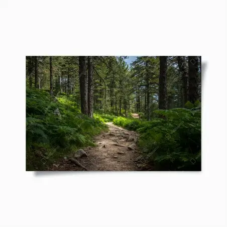 Póster sendero boscoso bañado de luz entre helechos – Pixers®