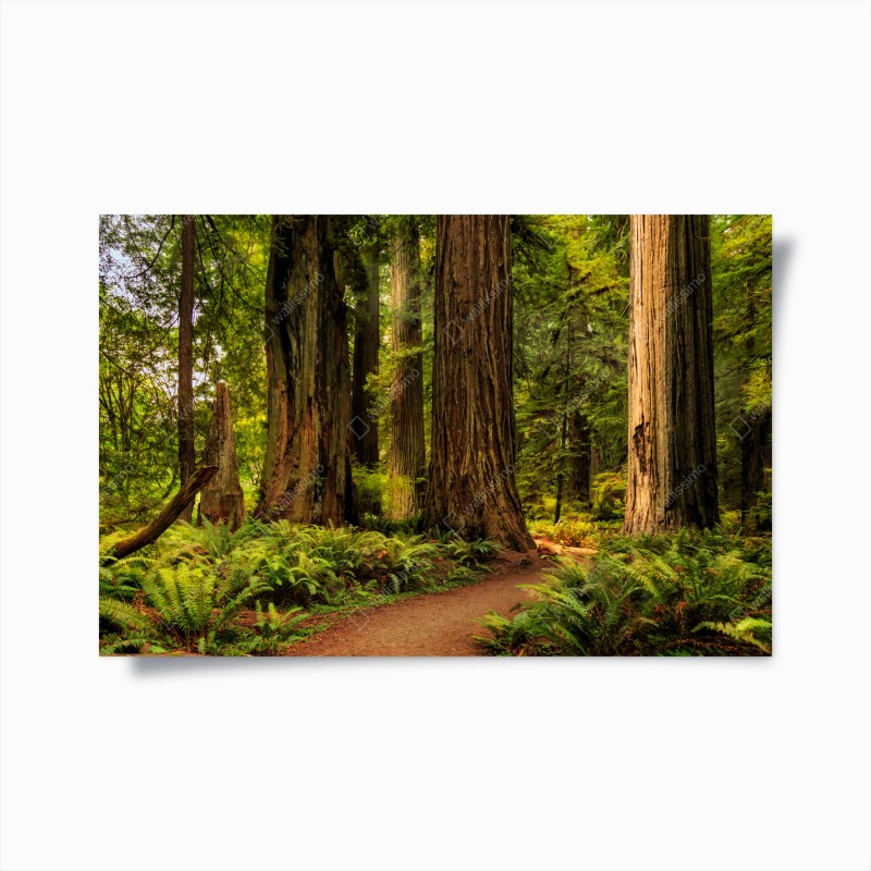 Póster bosque de secuoyas en California