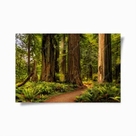 Póster bosque de secuoyas en California – Pixers®