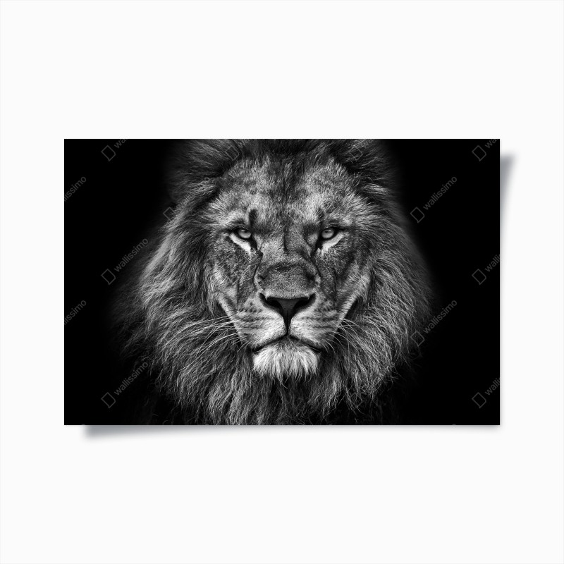 Póster retrato majestuoso de león en blanco y negro