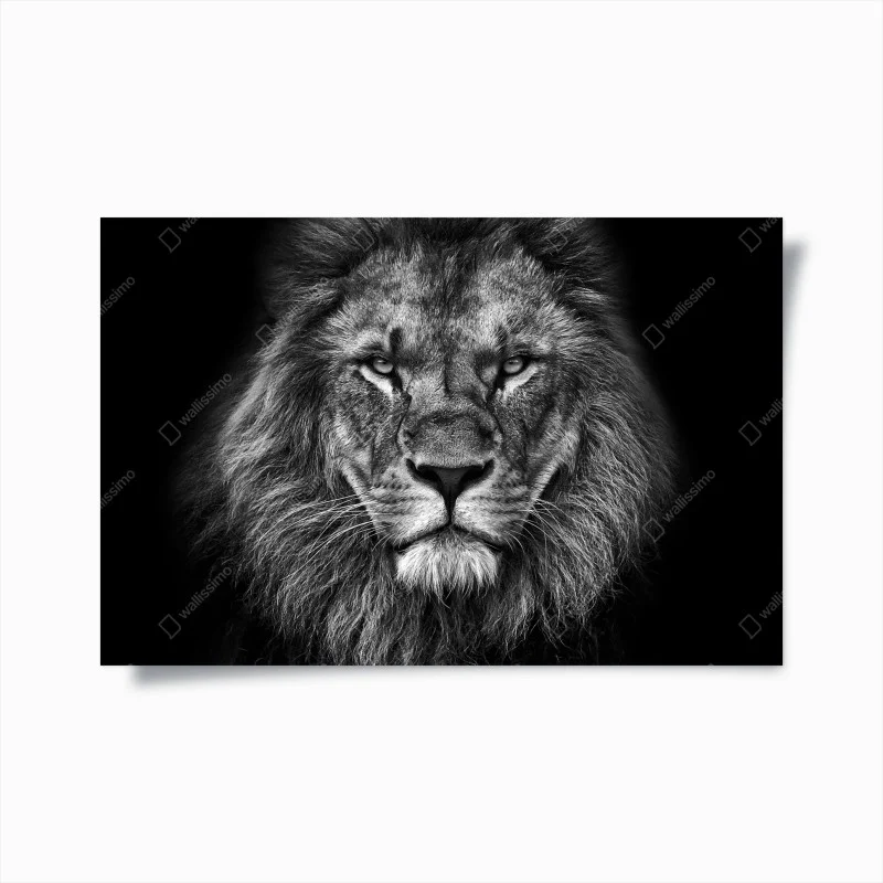 Póster retrato majestuoso de león en blanco y negro