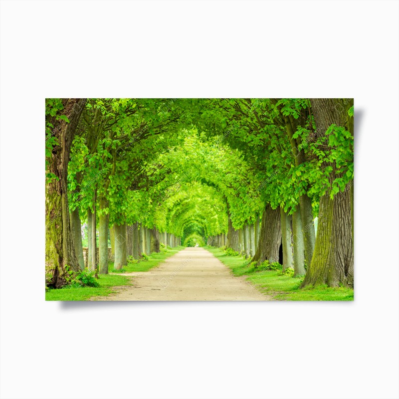 Póster túnel verde de árboles en perspectiva