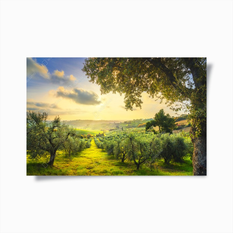 Póster atardecer en los olivares de Casale Marittimo, Toscana