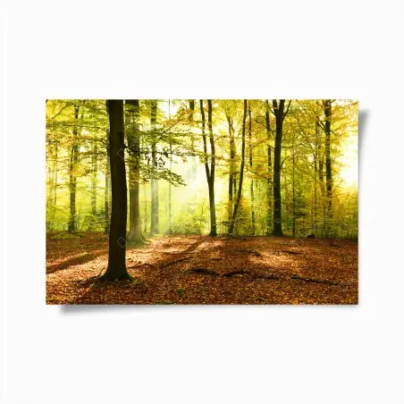Póster amanecer otoñal en el bosque dorado – Pixers®