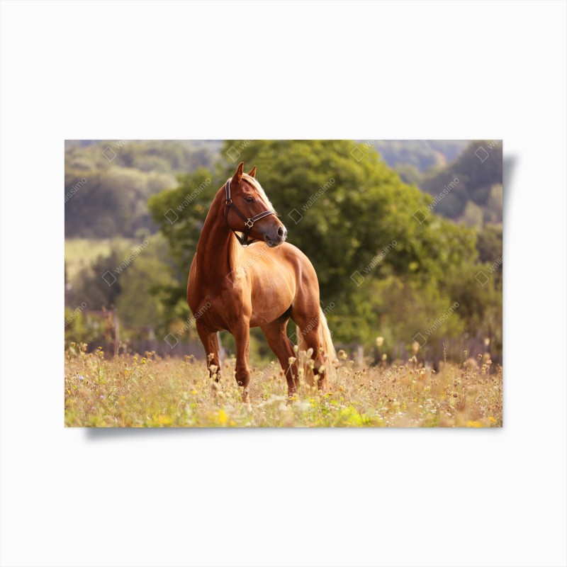 Póster caballo castaño en pradera tranquila