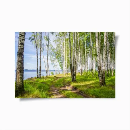 Póster bosque de abedules junto al río – Pixers®