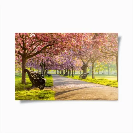 Póster senda de cerezos en flor al amanecer – Pixers®