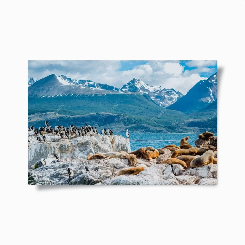 Póster colonia de lobos marinos y aves marinas frente a montañas nevadas