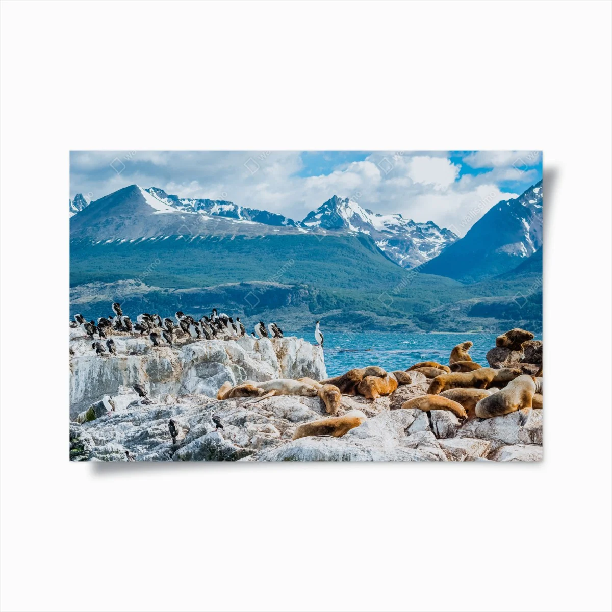 Póster colonia de lobos marinos y aves marinas frente a montañas nevadas – Pixers® Póster colonia de lobos marinos y aves marinas frente a montañas nevadas – Pixers®