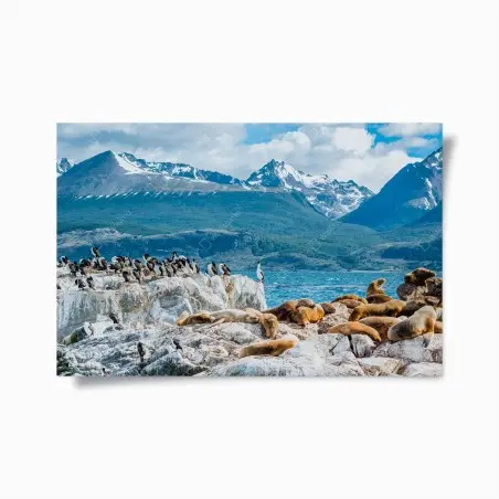 Póster colonia de lobos marinos y aves marinas frente a montañas nevadas – Pixers®