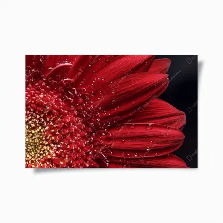 Póster gerbera roja en primer plano con gotas – Pixers®