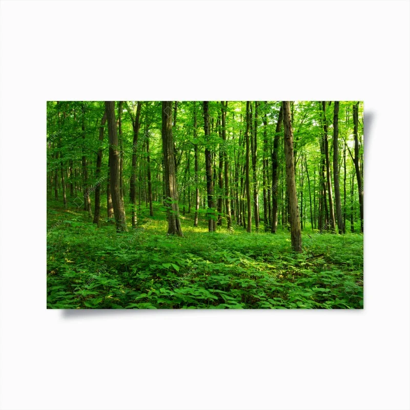 Póster bosque verde bañado por el sol