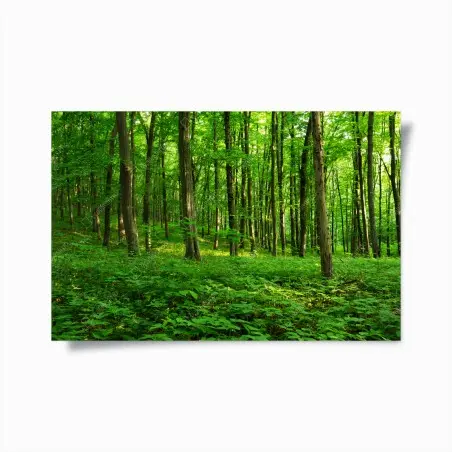 Póster bosque verde bañado por el sol – Pixers®