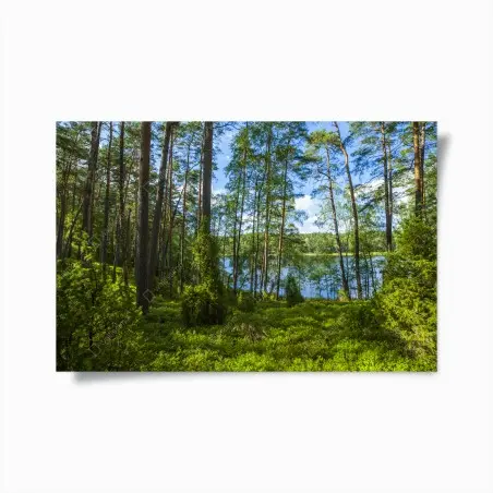 Póster bosque de pinos junto al lago – Pixers®