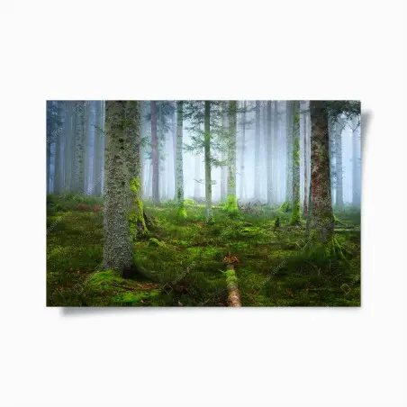 Póster bosque brumoso de Alsacia – Pixers®