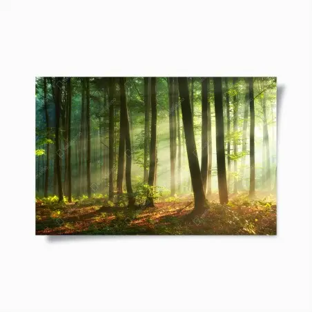 Póster bosque al amanecer con luz dorada – Pixers®