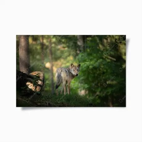 Póster lobo en el bosque al amanecer – Pixers®