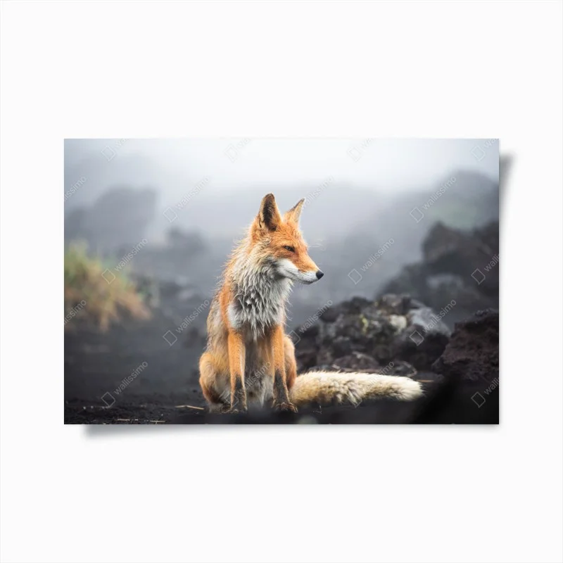 Póster zorro entre la niebla