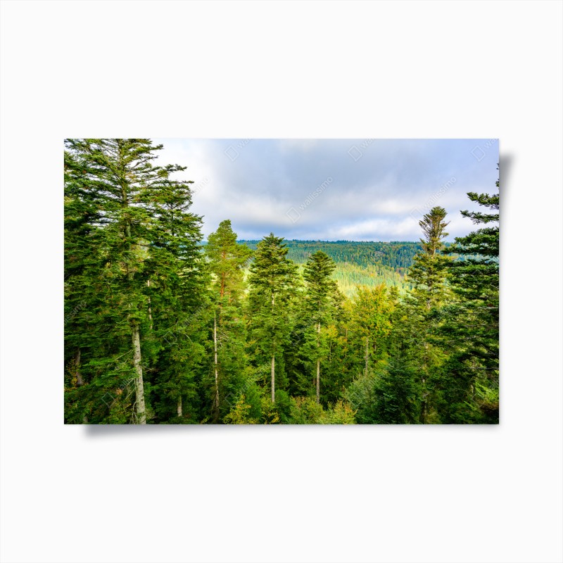 Póster vistas otoñales del Bosque Negro