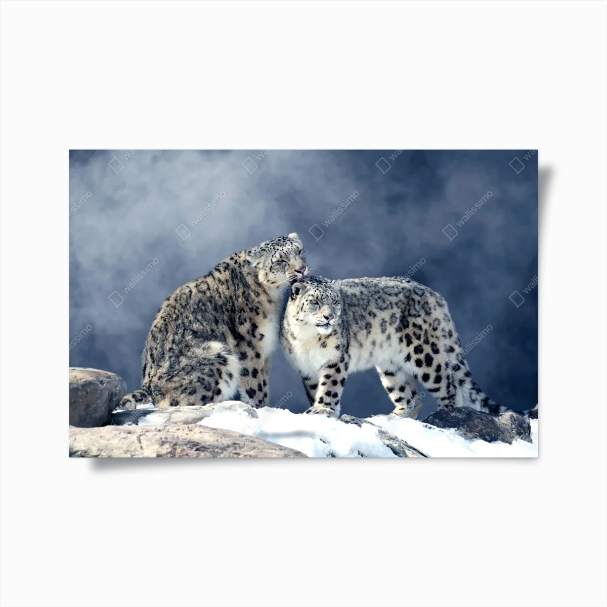 Póster pareja de leopardos de las nieves en paisaje invernal – Pixers® Póster pareja de leopardos de las nieves en paisaje invernal – Pixers®