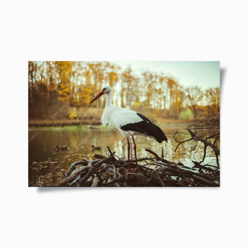 Póster cigüeña en el lago otoñal