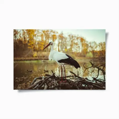 Póster cigüeña en el lago otoñal – Pixers®